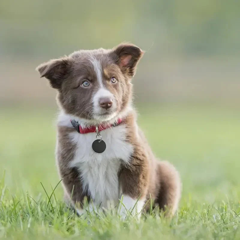 Gekleurde munt | pups & kittens