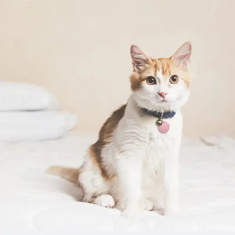 Gekleurde munt | pups & kittens