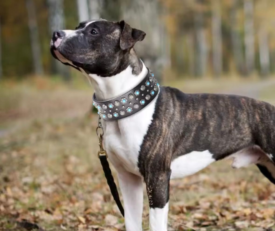 Desert King Collar Green