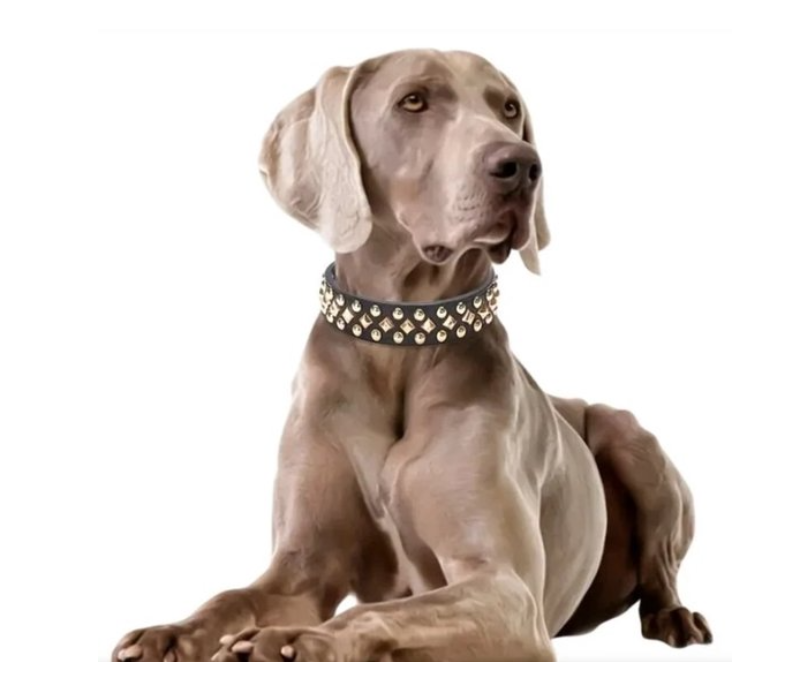 Halsband Studs grijs