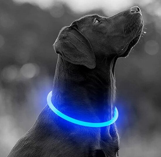 LED collar USB rechargeable