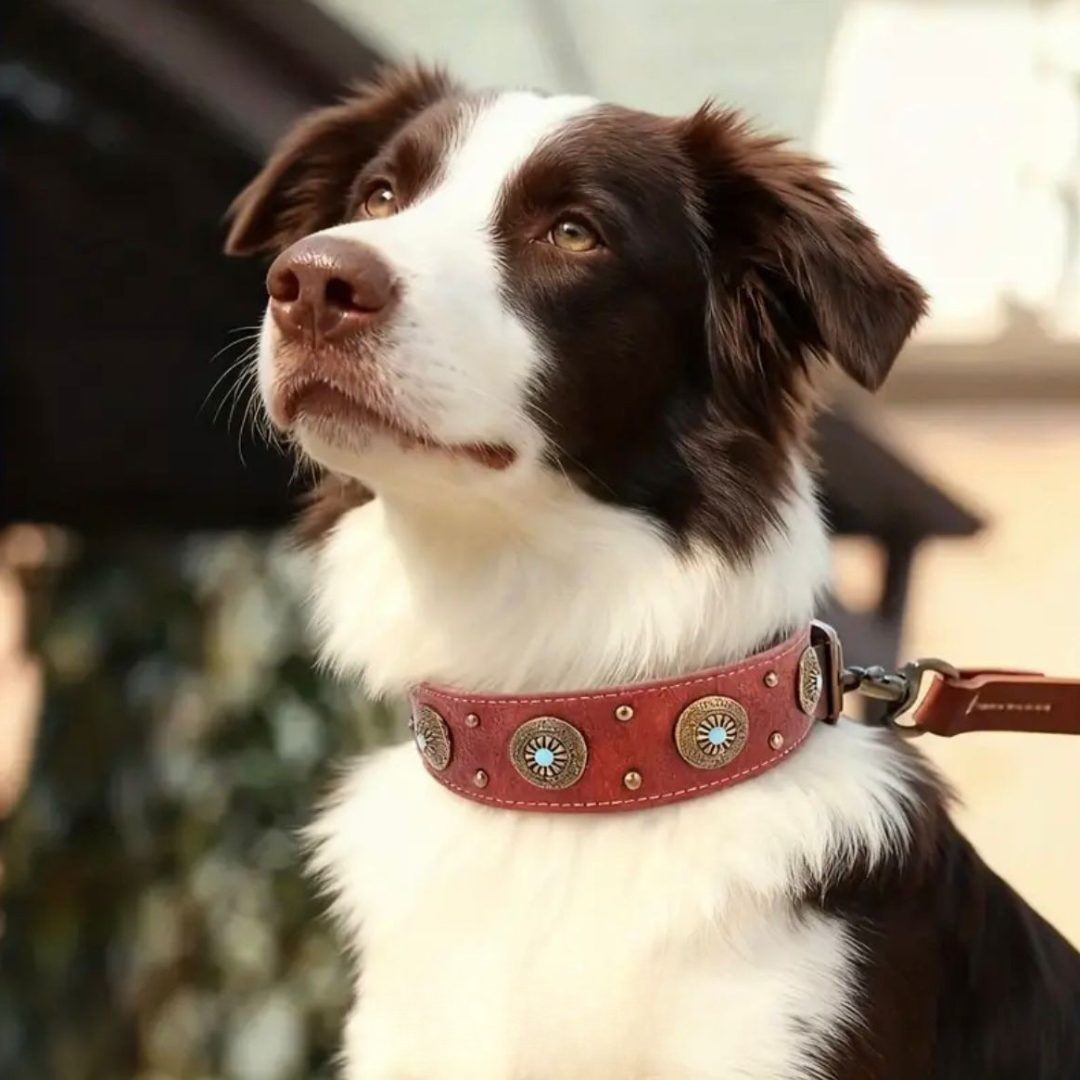 Halsband Royal Baron | Bruin