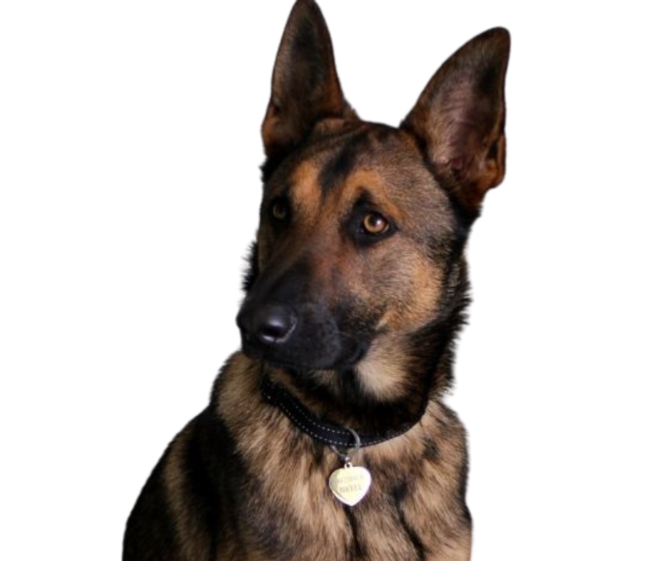 Dog tag Golden Love