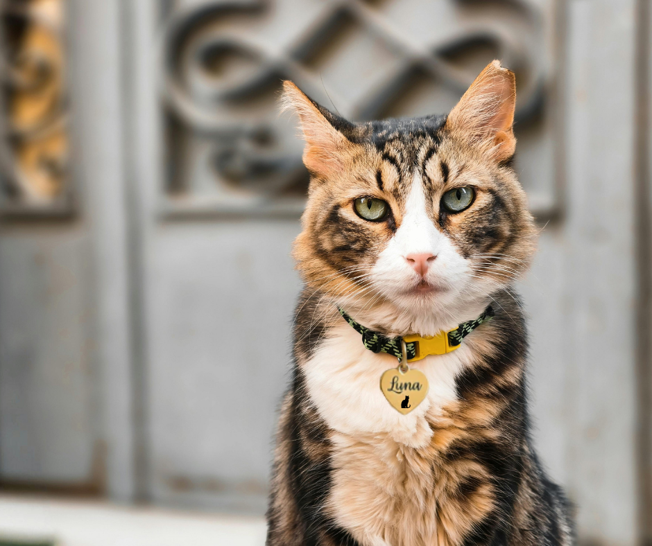 Hart penning | Katten