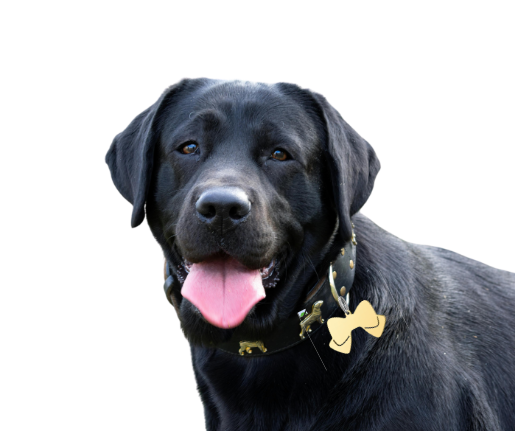 Dog Tag Bow Tie