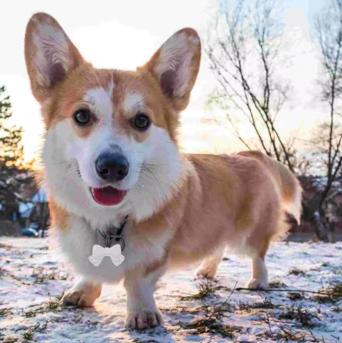 Dog Tag Bow Tie