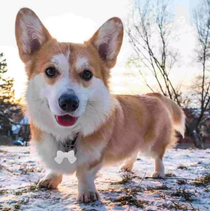 Dog Tag Bow Tie